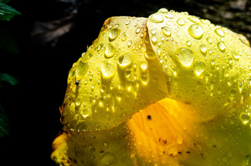yellow allamanda flowers with raindrops, allamada flowers are ornamental plants also known as bell flowers or buttercup flowers.