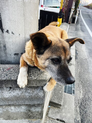 ブロック塀の上