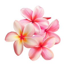 Pink frangipani flowers contrast beautifully against transparent background