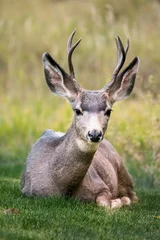 Foto op Plexiglas deer in the woods © hamid