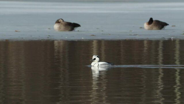 bird duck smew male swim in lake Mergellus albellus bird sanctuary natural world norway