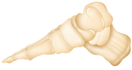 Anatomy of Foot bones.  - obrazy, fototapety, plakaty