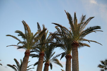Palmen