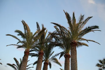 Gordijnen Palmen © Mike