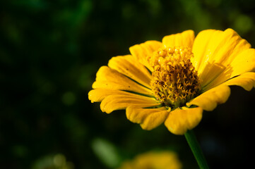 Yellow Zinnia elegans, photo of flowers with spring color, is one of the most famous annual flowering plants of the genus Zinia.