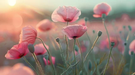 Fotobehang poppy flowers in the field © Tejay