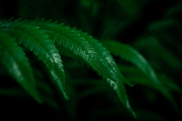 close up of green dryopteris affinis fern leaves in garden, abstract background
