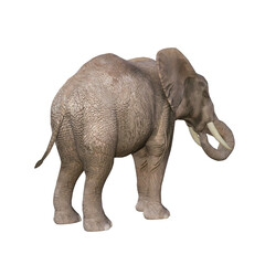 African elephant depicted in various poses and angles, pose #03. 3D model, PNG.