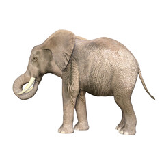 African elephant depicted in various poses and angles, pose #03. 3D model, PNG.