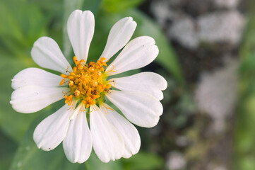 Obraz premium Zinnia elegans flowers in white, photo of flowers with spring colors, the most famous annual flowering plant of the genus Zinia