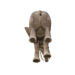 African elephant depicted in various poses and angles, pose #03. 3D model, PNG.