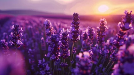 Fotobehang lavender field at sunset © Tejay