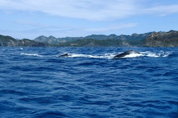 【小笠原】ザトウクジラ