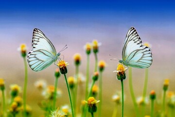 Butterflies, Beautiful flowers, flowers Background, Premium download 