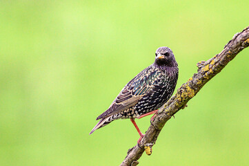 prächtiger europäischer Star (Sturnus vulgaris)