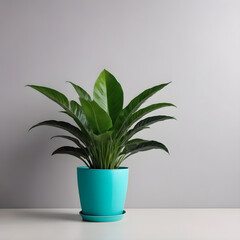 a green potted plant on a light white background.the copy space. test space