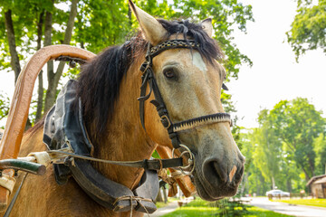 Head of a brown horse with a harness in a city park