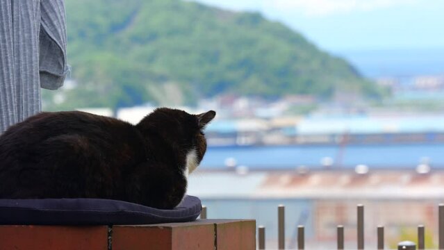 座布団の上に座る病気の老猫　振り向く
