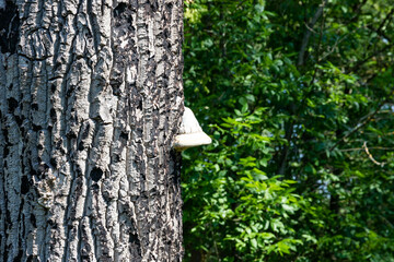 Medicinal Mushroom On The Dead Tree Trunk Close Up