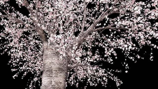 桜の木の周囲を回る　ループ　黒背景
