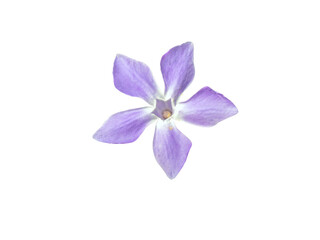 Periwinkle flower closeup isolated transparent png. Purple blue bloom of vinca plant. 