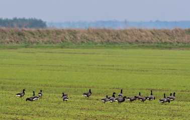 Bernache cravant,.Branta bernicla, Brant Goose, marais; region Pays de Loire; marais Breton; 85, Vendée, Loire Atlantique, France
