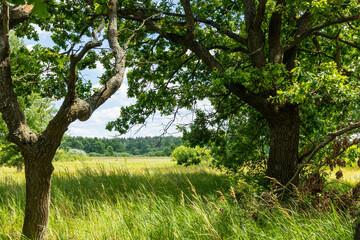 Meadow on which beautiful tall oaks grow, summer landscape in sunny warm weather.