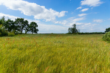 Meadow on which beautiful tall oaks grow, summer landscape in sunny warm weather.
