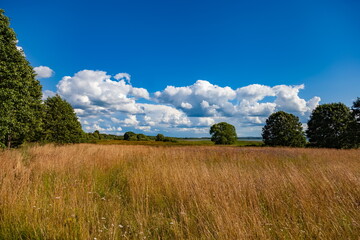 Summer landscape with grass, trees on a background of blue sky with white clouds
