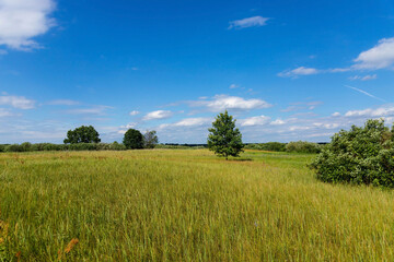 Landscape wild meadow, field with flowers under the blue sky.