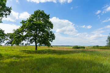 Fototapeta na wymiar Meadow on which beautiful tall oaks grow, summer landscape in sunny warm weather.