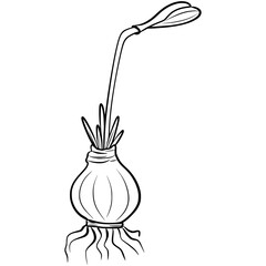 Narcissus flower doodle vector illustration, hand drawn graphic, flower root 