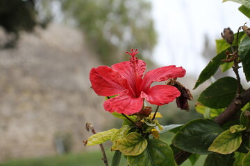 Hibiskus am Strassenrand © Mike