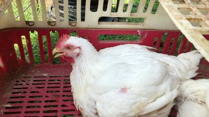 Harvesting chicken poultry to slaughter house to transportation 