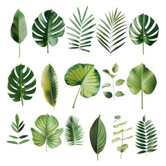 Fototapeta na wymiar Tropical leaves forming a beautiful pattern on transparent background