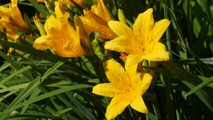 Close-up of yellow Lilly flower, or Lillium, with green leaves. - 772076586