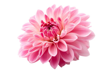 Captivating pink flower isolated on transparent background