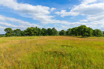 Fototapeta na wymiar Meadow on which beautiful tall oaks grow, summer landscape in sunny warm weather.