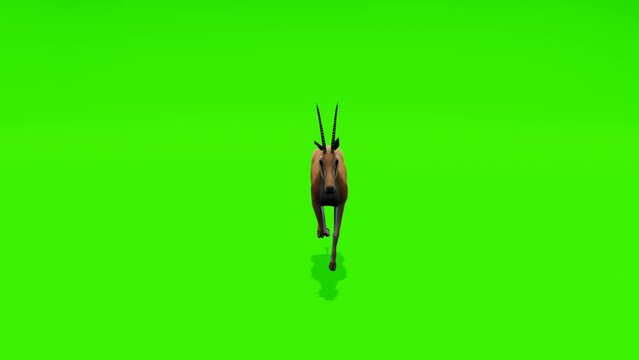 Continuous loop: Captivating scene of a gazelle running gracefully against a lush green backdrop, ideal for creating captivating visual content.
