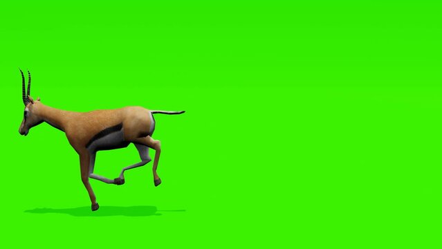 Looping footage: Agile gazelle in motion, sprinting against a vibrant green screen background, enhancing your visuals with its elegant movement.