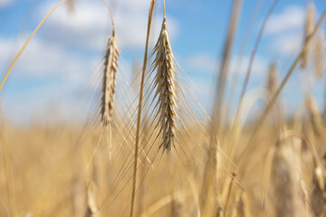 Wheat field as a symbol of fertility and wealth.