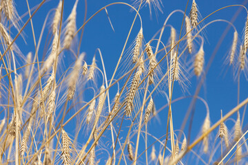 Fototapeta premium golden ear of wheat against the blue sky soft focus, closeup, agriculture background