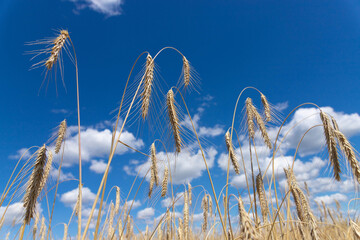 golden ear of wheat against the blue sky soft focus, closeup, agriculture background