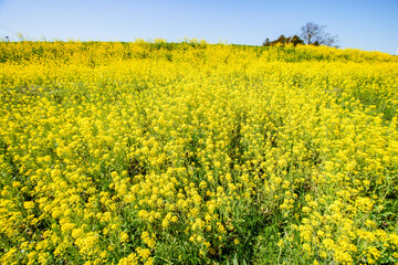 Obraz premium 青空となの花畑