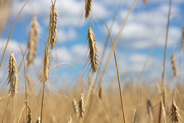 Wheat field. ears of golden wheat close up. Beautiful nature. Landscape. Rural landscapes in shining sunlight. Background of ripening meadow wheat field ears. Rich harvest concept