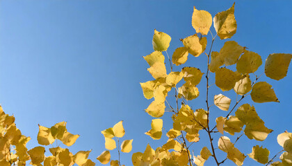 against the background of a clear blue cloudless sky, only bright shiny autumn leaves are visible, joy and peace, space for text, a lot of sky and air
