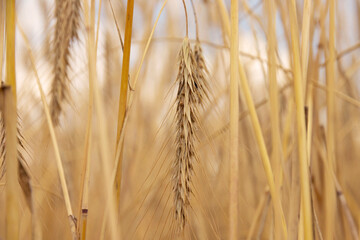 Golden grains of wheat, the concept of abundance and high yield after a successful harvest.