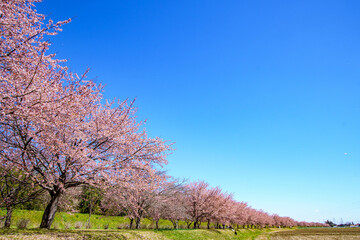 青空に映える早咲の桜