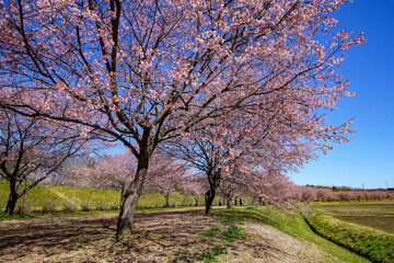 青空に映える早咲の桜