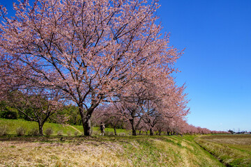 青空に映える早咲の桜